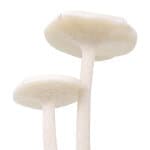 Enoki Mushroom Sculpture Enoki Mushroom Sculpture