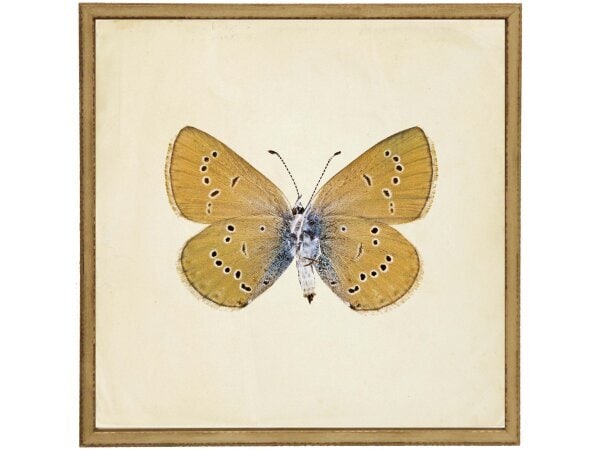Moth print 6 Moth print 6