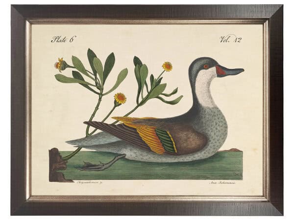 Vintage duck bookplate on a distressed natural background Vintage duck bookplate on a distressed natural background
