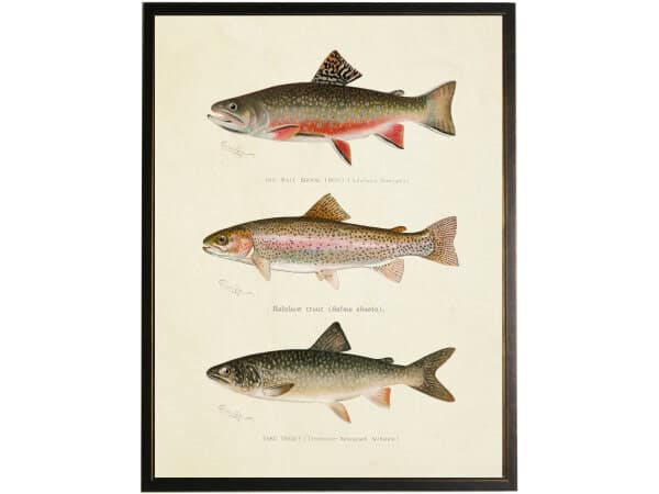 Vintage large mouth bass bookplate Vintage large mouth bass bookplate